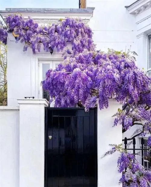 🌸WISTERIA - THE GARDENS CASCADING BEAUTY ALL YEAR ROUND