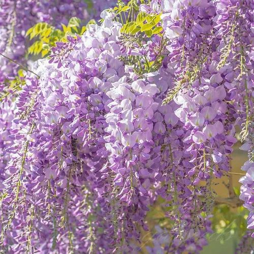 🌸WISTERIA - THE GARDENS CASCADING BEAUTY ALL YEAR ROUND
