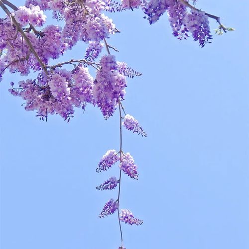 🌸WISTERIA - THE GARDENS CASCADING BEAUTY ALL YEAR ROUND