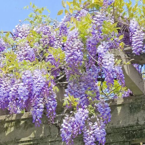 🌸WISTERIA - THE GARDENS CASCADING BEAUTY ALL YEAR ROUND