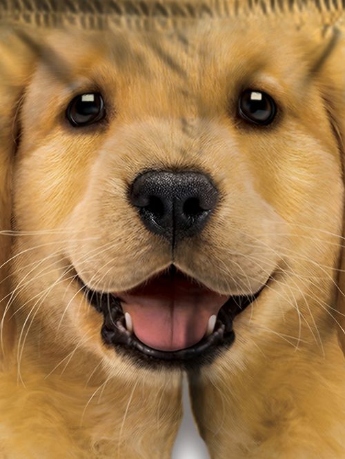 Golden Retriever Dog Head Shorts