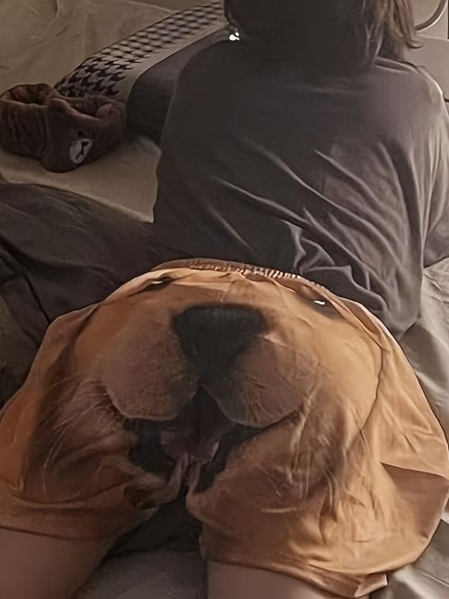 Golden Retriever Dog Head Shorts