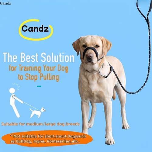 Dog Anti‑Pull Leash