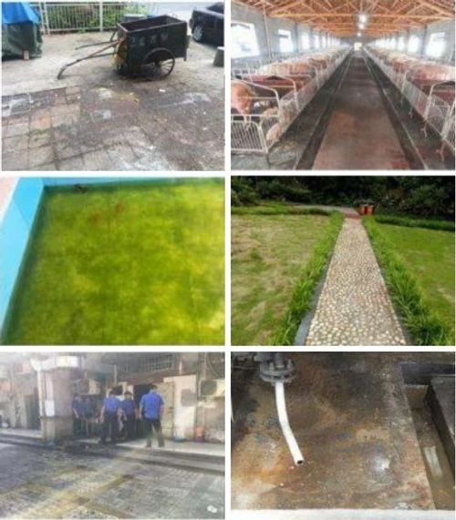 Floor Cleaning Brush Cleaning Garden Flooring Green Moss Outdoor Stainless Steel Cement Floor