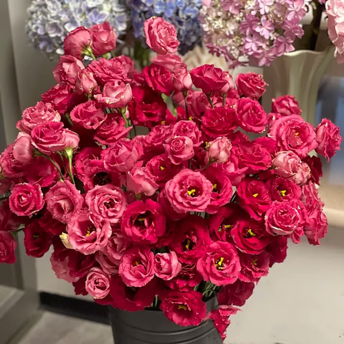 🌱12 Days Germination🔥Eustoma Thornless Rose💐Lisanthus Seeds