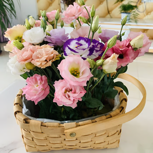 🌱12 Days Germination🔥Eustoma Thornless Rose💐Lisanthus Seeds