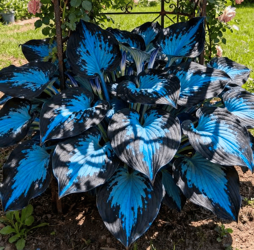 Hosta Seeds