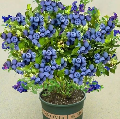 Blueberry Seeds