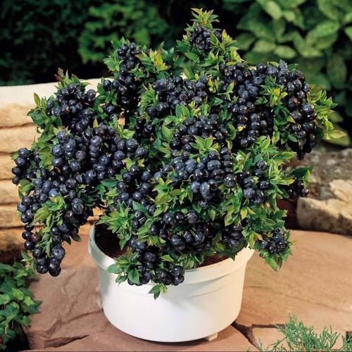 Blueberry Seeds