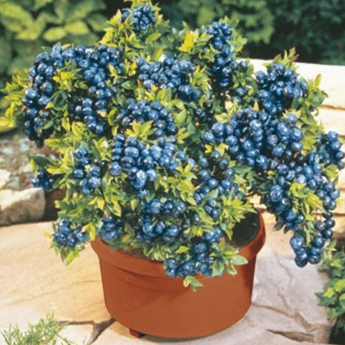 Blueberry Seeds