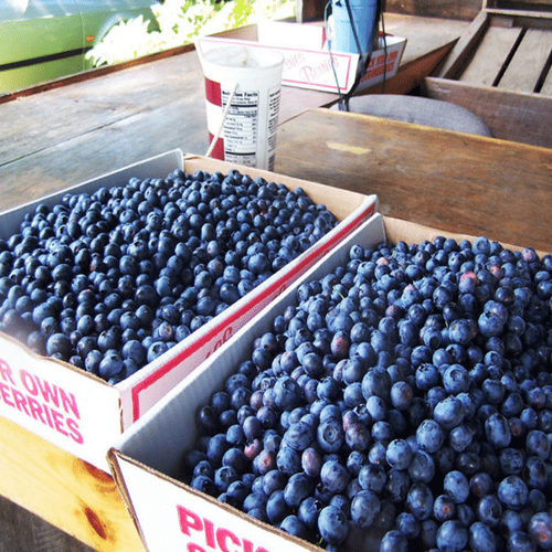 Blueberry Seeds