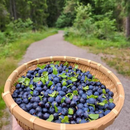 Blueberry Seeds