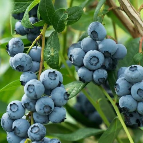 Blueberry Seeds