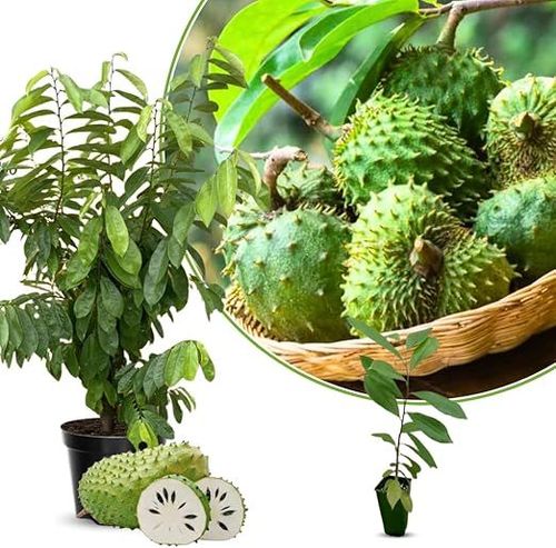 Organic Soursop (Graviola) Seeds