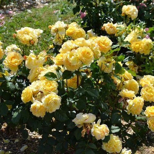 Climbing Rose Seeds