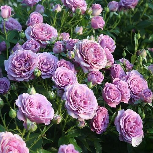Climbing Rose Seeds