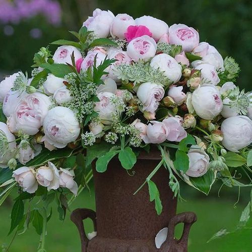 Climbing Rose Seeds