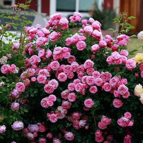 Climbing Rose Seeds