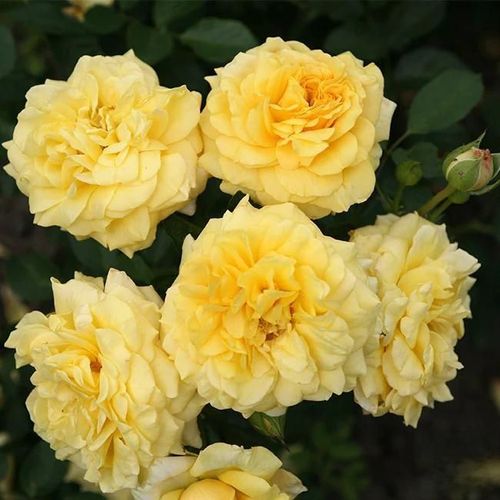Climbing Rose Seeds