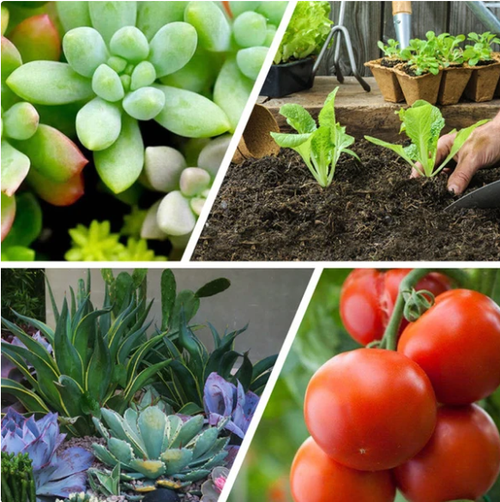 fertilizer in tablet form