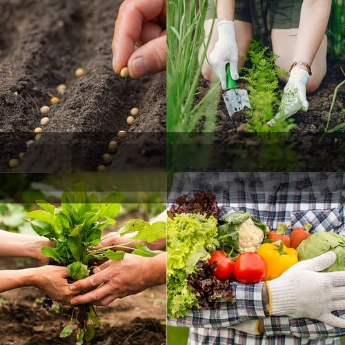 Vegetable Seed