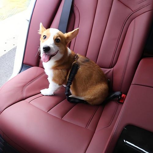 Pet Car Seat Belt