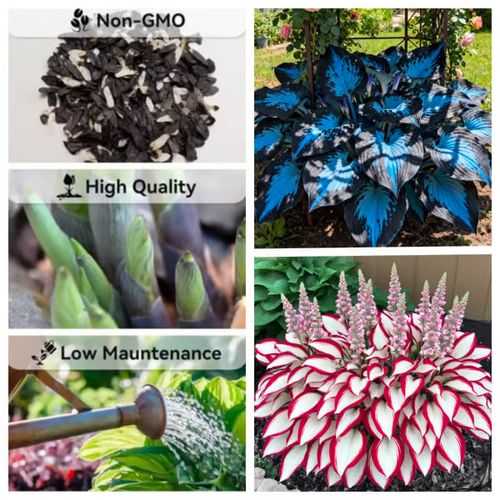 Hosta Seeds
