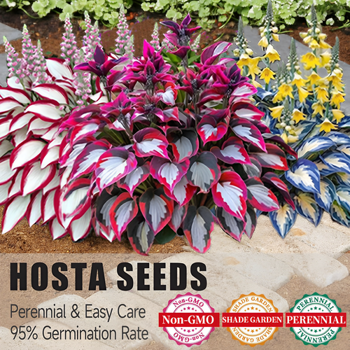 Hosta Seeds