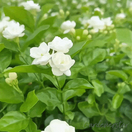 Double Jasmine Potted Plant