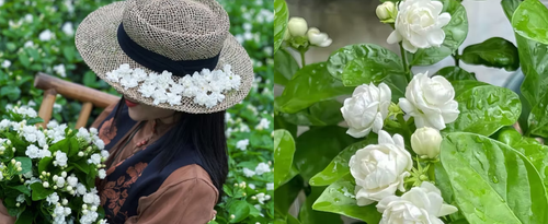 💫 Jasmine Seeds – A Touch of Beauty, A Breath of Freshness