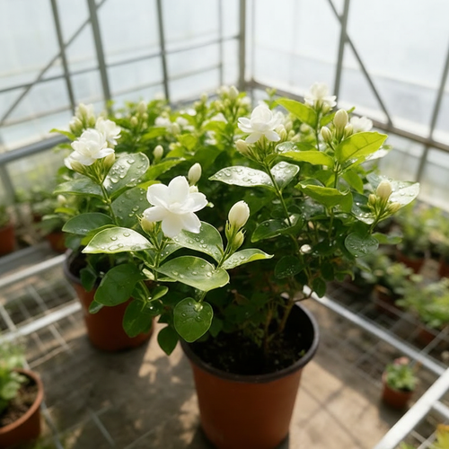 Double Jasmine Potted Plant