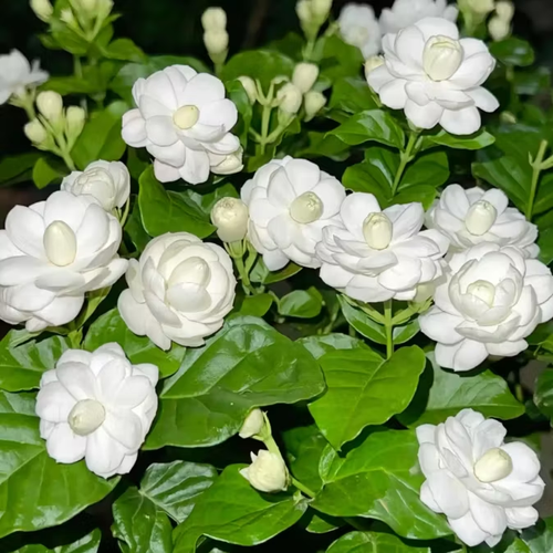 Double Jasmine Potted Plant