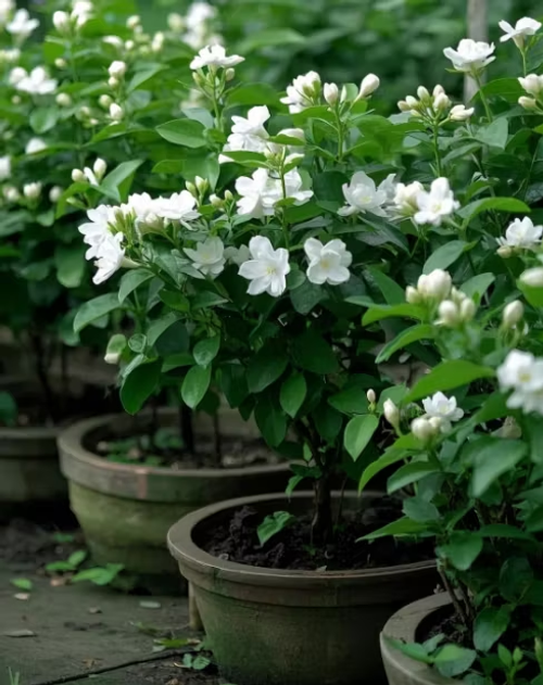 💫 Jasmine Seeds – A Touch of Beauty, A Breath of Freshness