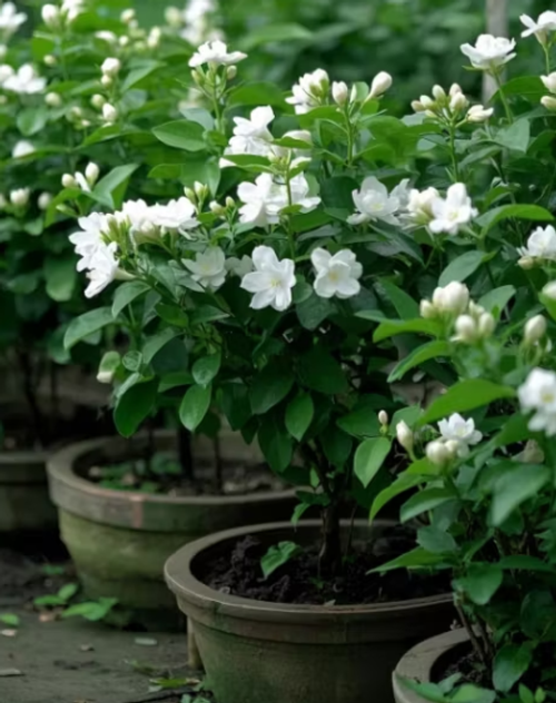 💫 Jasmine Seeds – A Touch of Beauty, A Breath of Freshness