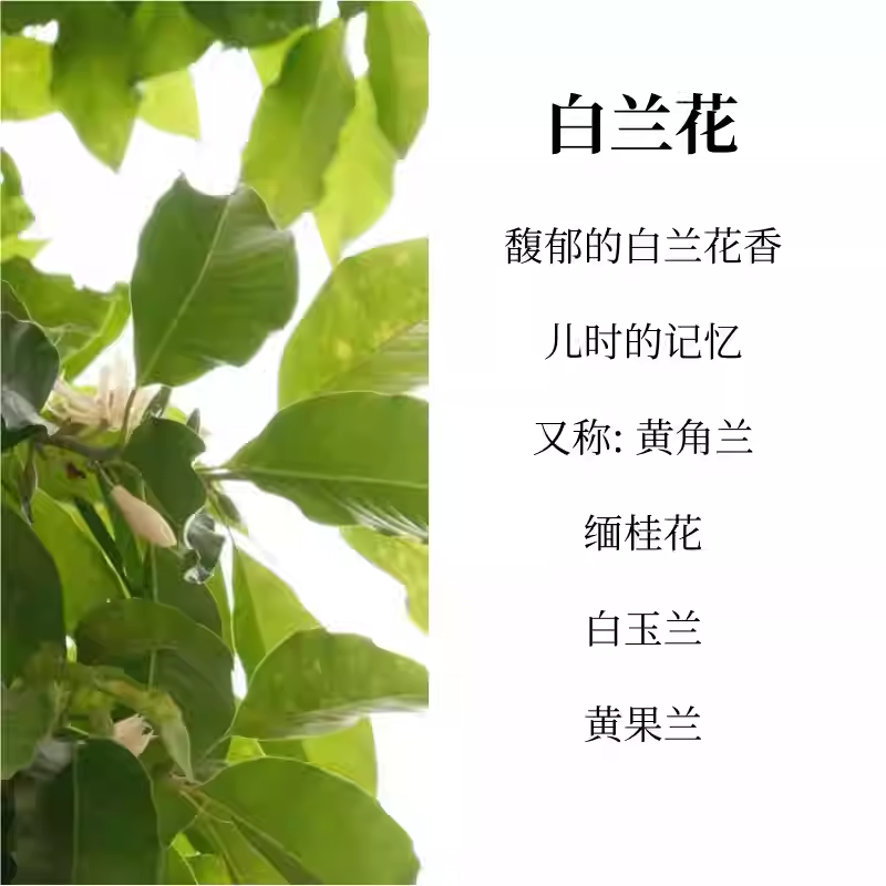 白蘭花黃角蘭白玉蘭緬桂花梔子花香水女持久淡香香氛正品清新