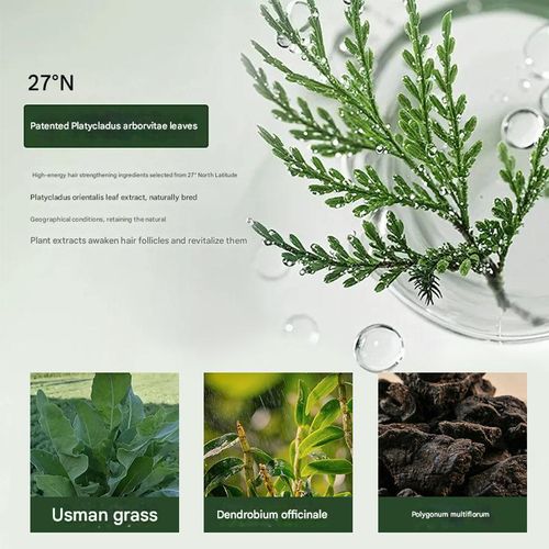 Platycladus orientalis leaf shampoo soap Usmanthus herbal Polygonum multiflorum hair solid hair prevention oil control