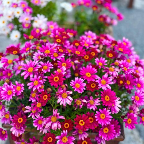 🔥Hot Seller🔥 COD！Perennial Wildflower Seed Mix: A Blend of Cold-Hardy Flower and Herb Seeds—Easy to Grow in Your Garden, Four-Season Blooms, and Balcony Landscaping