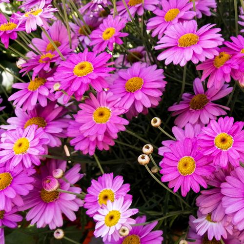 🔥Hot Seller🔥 COD！Perennial Wildflower Seed Mix: A Blend of Cold-Hardy Flower and Herb Seeds—Easy to Grow in Your Garden, Four-Season Blooms, and Balcony Landscaping