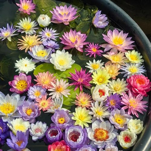 🔥HOT SALE🔥 COD！Water Lily Seeds, Open-Petaled Lotus Seeds, Multi-Colored Lotus Seeds, Large Water Lily Seedlings, Bowl-Shaped Water Lilies, Four-Season Blooming Seeds, Bowl-Shaped Water Lily Seeds