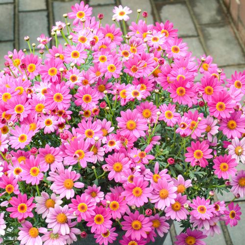 🔥Hot Seller🔥 COD！Perennial Wildflower Seed Mix: A Blend of Cold-Hardy Flower and Herb Seeds—Easy to Grow in Your Garden, Four-Season Blooms, and Balcony Landscaping