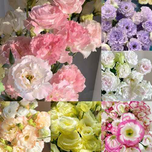 🔥🌺Low-maintenance Eustoma Flower Seeds🌈