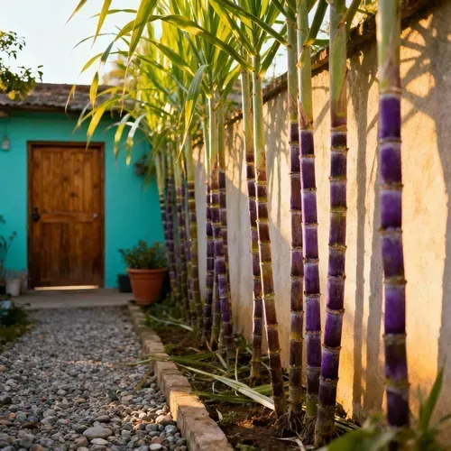 🍃 Sugarcane Seeds(1000seeds)