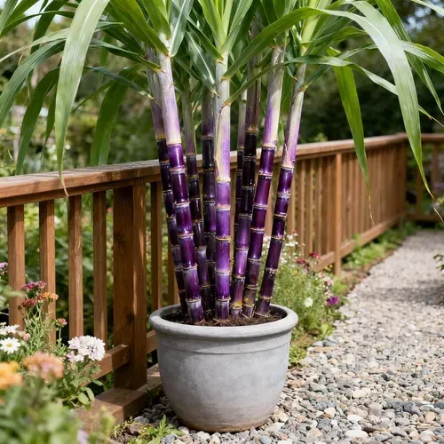 🍃 Sugarcane Seeds(1000seeds)