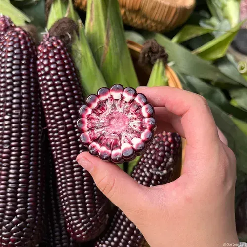 Gem Corn Seeds for Home Vegetable Gardens-（Black gemstone - 500 seeds）