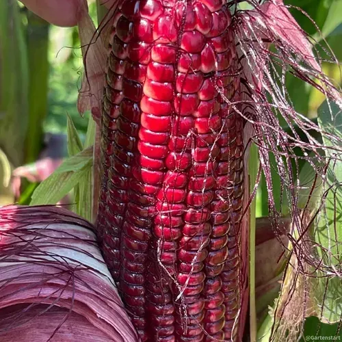 Gem Corn Seeds for Home Vegetable Gardens-（Black gemstone - 500 seeds）