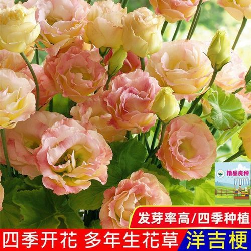 🔥🌺Low-maintenance Eustoma Flower Seeds🌈