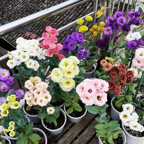 🔥🌺Low-maintenance Eustoma Flower Seeds🌈