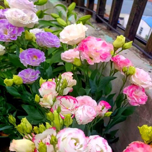 🔥🌺Low-maintenance Eustoma Flower Seeds🌈