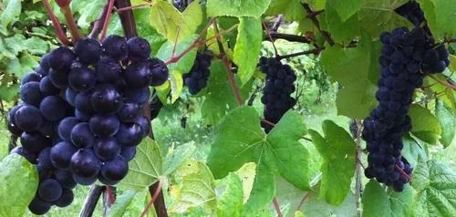 🔥Hot Seller🔥 COD！Xiahei Grapevine Seeds, Grape Seedlings, Red Grapes, Beauty's Finger, Kyoho, Xiahei Grape Seeds, Grape Fruit Tree Seeds