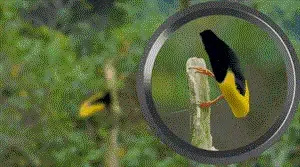 Portable high-magnification monocular telescope with night vision capabilities.  Order now and receive free glass lenses, lanyard, cleaning cloth, carrying case, universal phone clip, and metal extendable tripod (with green coated lenses).